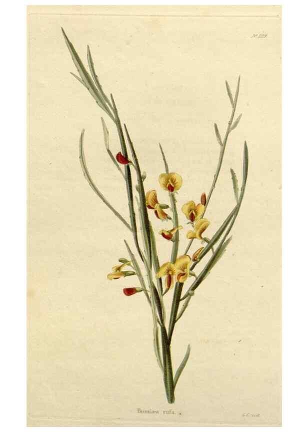 Reproducción/Reproduction 48782999522: The botanical cabinet. London :John & Arthur Arch ...,1817-1833.. 