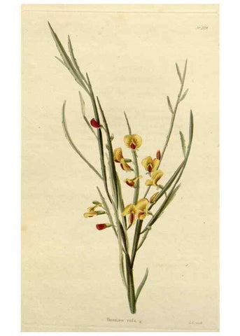 Reproducción/Reproduction 48782999522: The botanical cabinet. London :John & Arthur Arch ...,1817-1833.. 