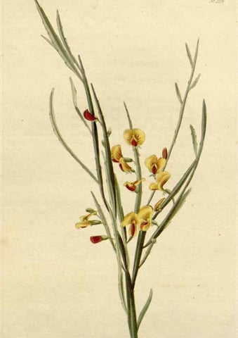 Reproducción/Reproduction 48782999522: The botanical cabinet. London :John & Arthur Arch ...,1817-1833.. 