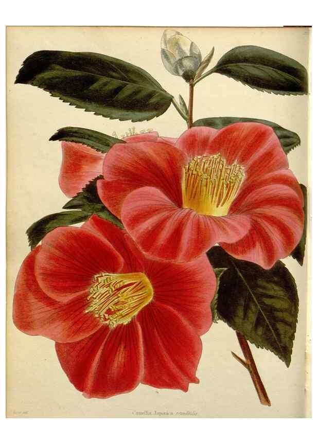 Reproducción/Reproduction 48782463508: The botanical cabinet. London :John & Arthur Arch ...,1817-1833.. 