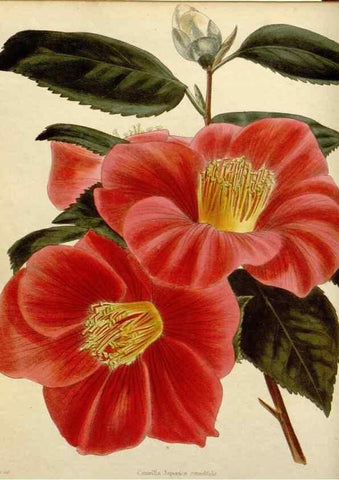 Reproducción/Reproduction 48782463508: The botanical cabinet. London :John & Arthur Arch ...,1817-1833.. 