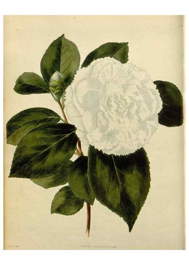 Reproducción/Reproduction 48782824496: The botanical cabinet. London :John & Arthur Arch ...,1817-1833.. 
