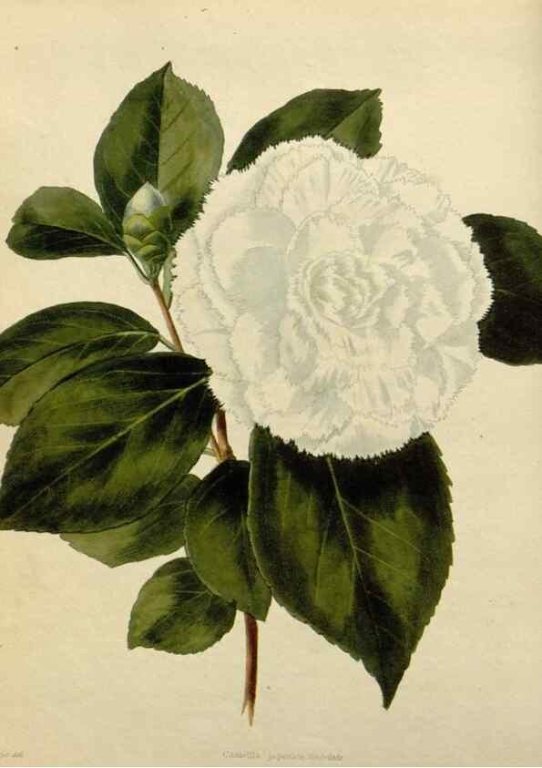 Reproducción/Reproduction 48782824496: The botanical cabinet. London :John & Arthur Arch ...,1817-1833.. 