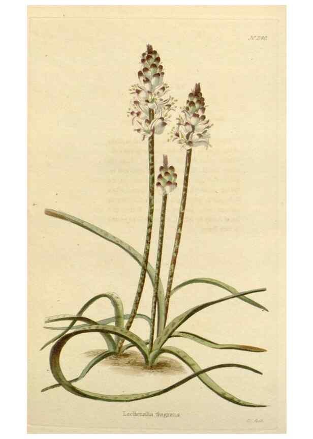 Reproducción/Reproduction 48782841471: The botanical cabinet. London :John & Arthur Arch ...,1817-1833.. 