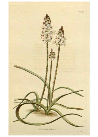 Reproducción/Reproduction 48782841471: The botanical cabinet. London :John & Arthur Arch ...,1817-1833.. 