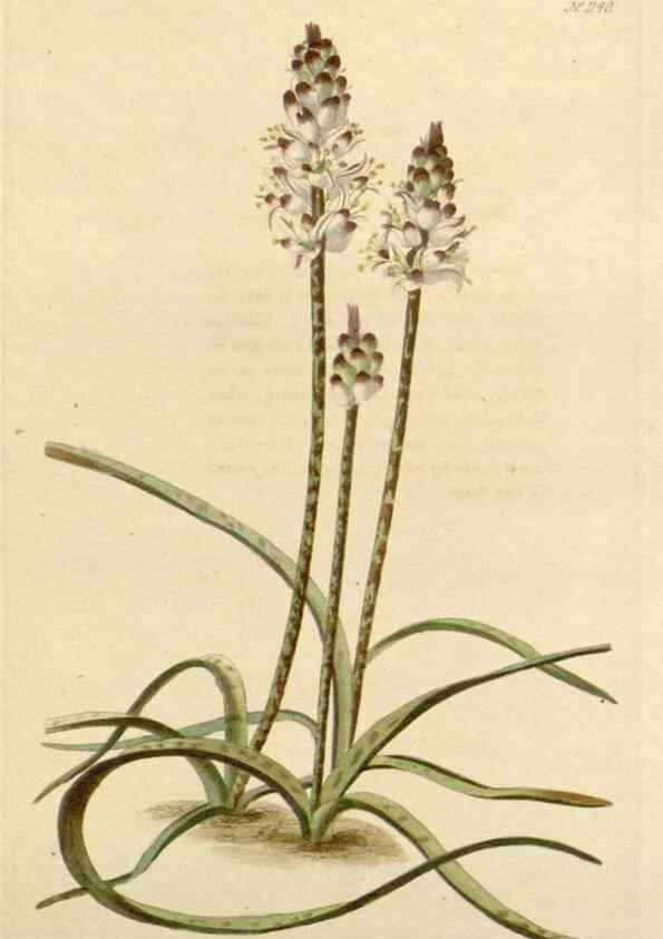 Reproducción/Reproduction 48782841471: The botanical cabinet. London :John & Arthur Arch ...,1817-1833.. 