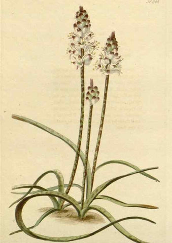 Reproducción/Reproduction 48782841471: The botanical cabinet. London :John & Arthur Arch ...,1817-1833.. 