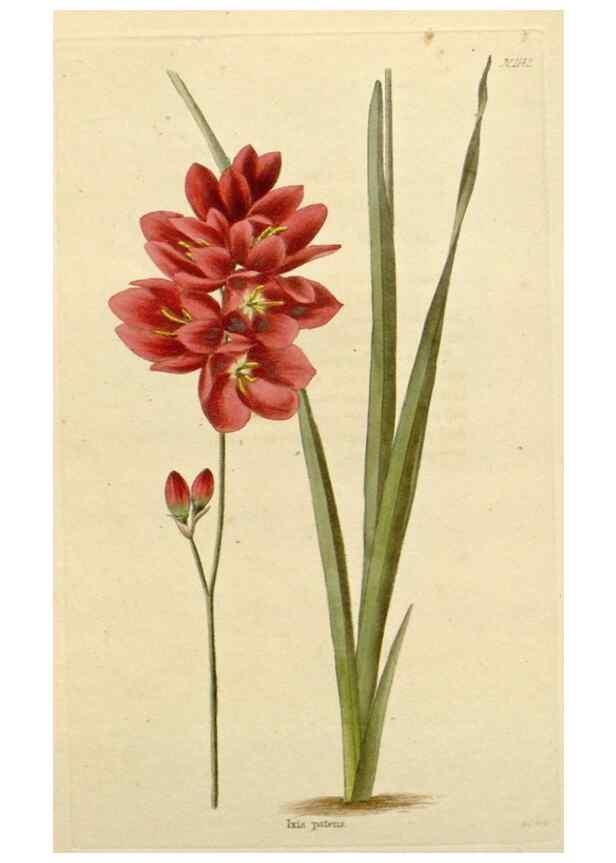 Reproducción/Reproduction 48782842326: The botanical cabinet. London :John & Arthur Arch ...,1817-1833.. 