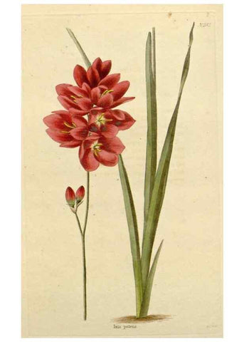 Reproducción/Reproduction 48782842326: The botanical cabinet. London :John & Arthur Arch ...,1817-1833.. 