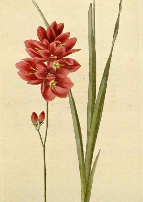 Reproducción/Reproduction 48782842326: The botanical cabinet. London :John & Arthur Arch ...,1817-1833.. 