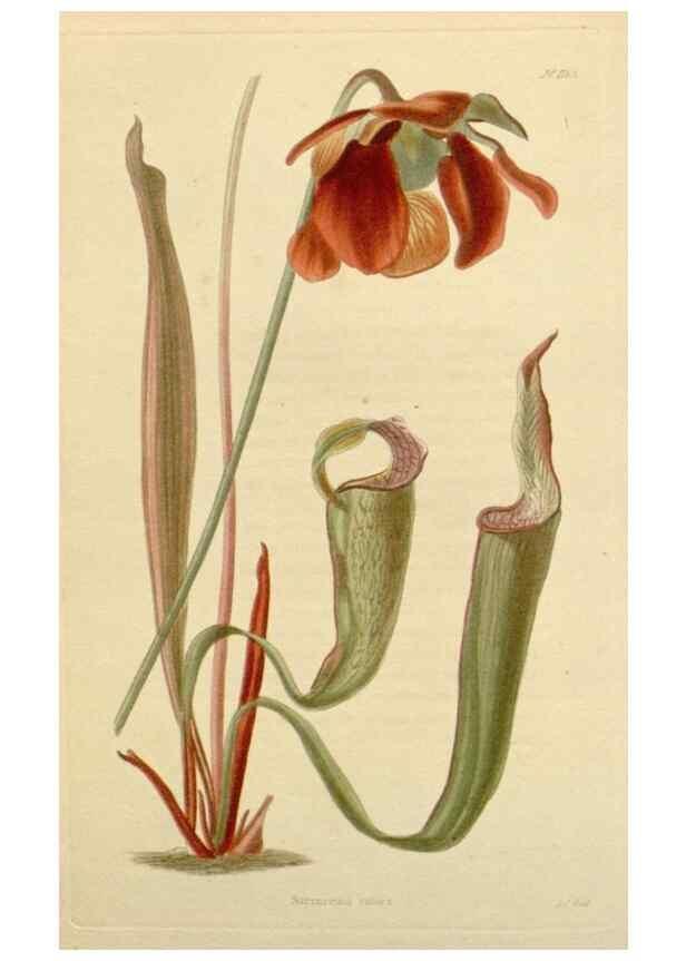 Reproducción/Reproduction 48782485798: The botanical cabinet. London :John & Arthur Arch ...,1817-1833.. 