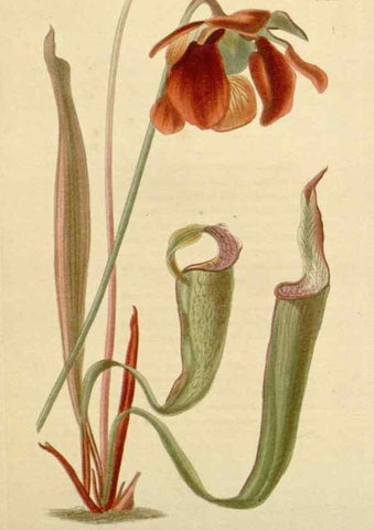 Reproducción/Reproduction 48782485798: The botanical cabinet. London :John & Arthur Arch ...,1817-1833.. 
