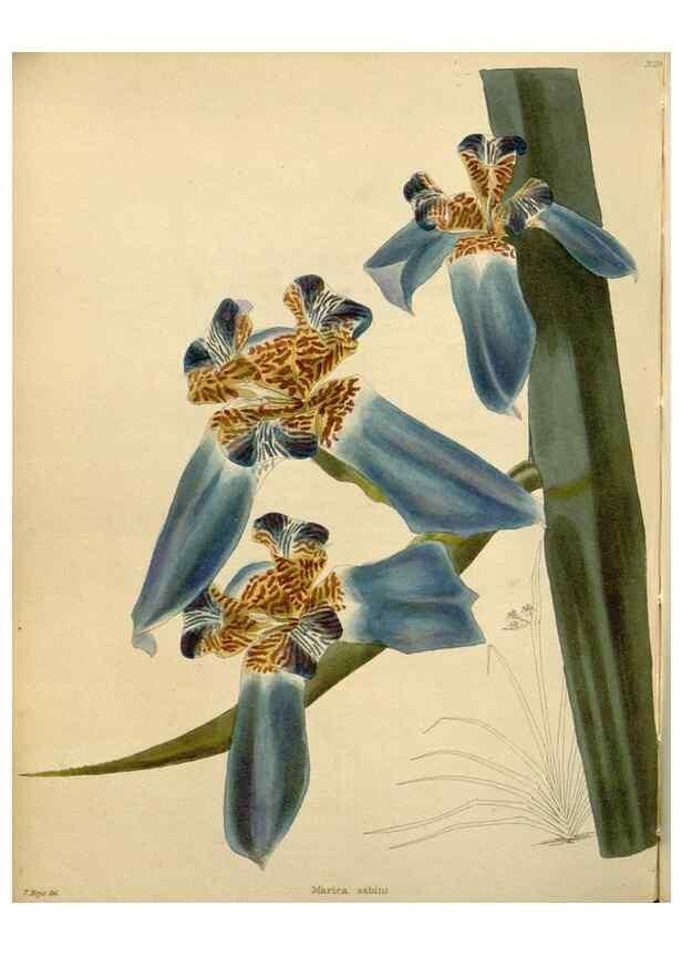 Reproducción/Reproduction 48783019032: The botanical cabinet. London :John & Arthur Arch ...,1817-1833.. 