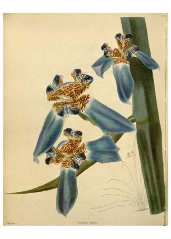 Reproducción/Reproduction 48783019032: The botanical cabinet. London :John & Arthur Arch ...,1817-1833.. 