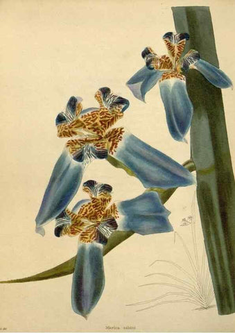 Reproducción/Reproduction 48783019032: The botanical cabinet. London :John & Arthur Arch ...,1817-1833.. 