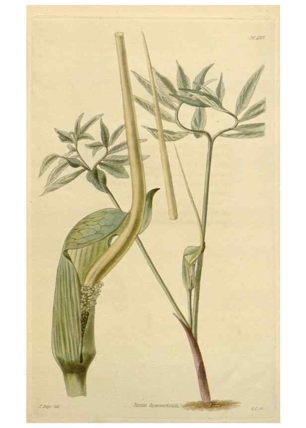 Reproducción/Reproduction 48783019442: The botanical cabinet. London :John & Arthur Arch ...,1817-1833.. 