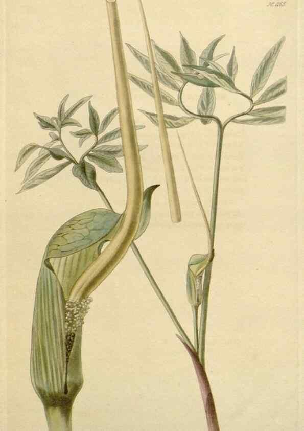 Reproducción/Reproduction 48783019442: The botanical cabinet. London :John & Arthur Arch ...,1817-1833.. 