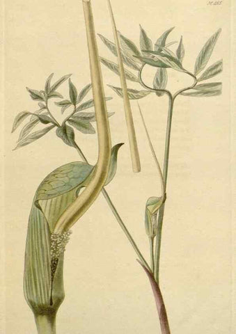 Reproducción/Reproduction 48783019442: The botanical cabinet. London :John & Arthur Arch ...,1817-1833.. 