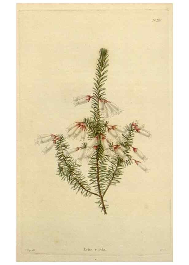 Reproducción/Reproduction 48782487188: The botanical cabinet. London :John & Arthur Arch ...,1817-1833.. 