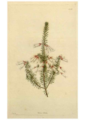 Reproducción/Reproduction 48782487188: The botanical cabinet. London :John & Arthur Arch ...,1817-1833.. 