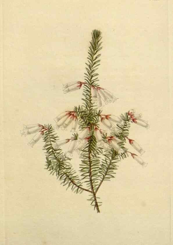 Reproducción/Reproduction 48782487188: The botanical cabinet. London :John & Arthur Arch ...,1817-1833.. 