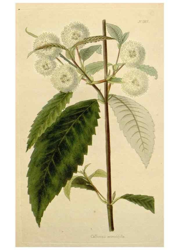 Reproducción/Reproduction 48782853201: The botanical cabinet. London :John & Arthur Arch ...,1817-1833.. 