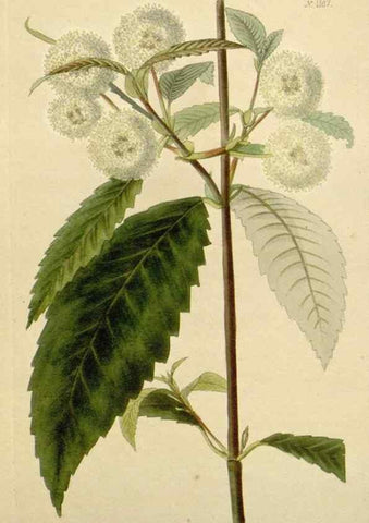Reproducción/Reproduction 48782853201: The botanical cabinet. London :John & Arthur Arch ...,1817-1833.. 