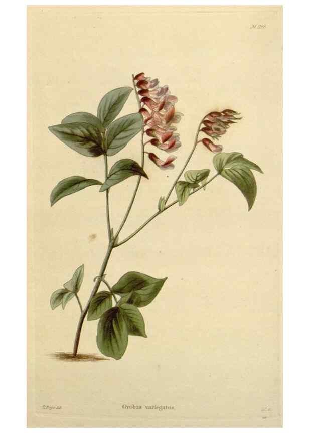 Reproducción/Reproduction 48782853626: The botanical cabinet. London :John & Arthur Arch ...,1817-1833.. 
