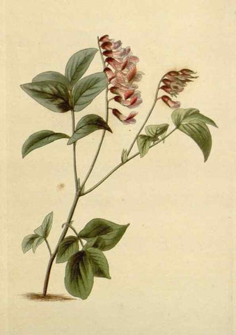 Reproducción/Reproduction 48782853626: The botanical cabinet. London :John & Arthur Arch ...,1817-1833.. 