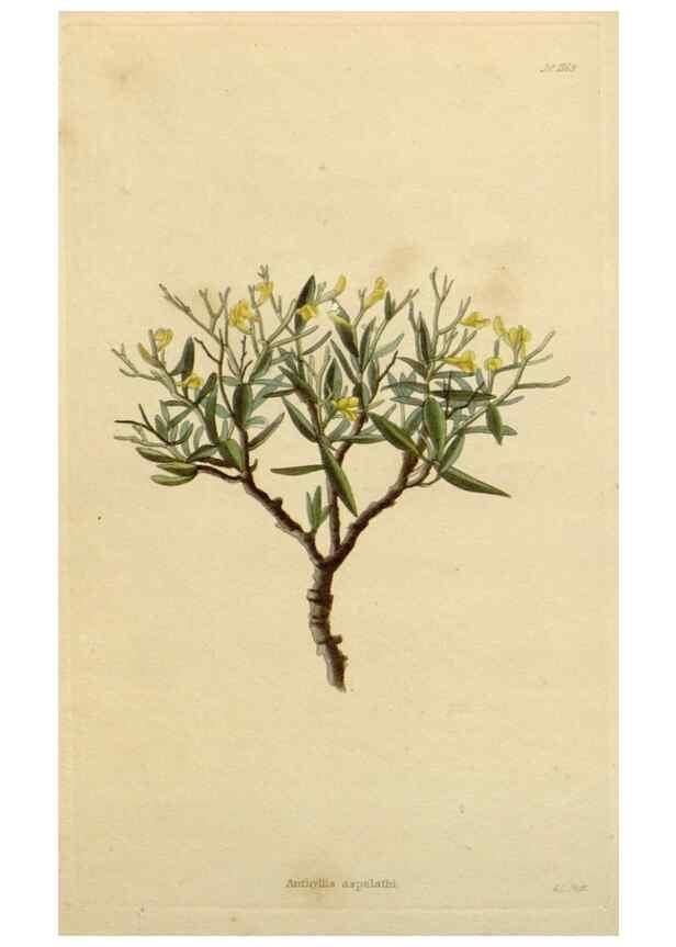 Reproducción/Reproduction 48783021267: The botanical cabinet. London :John & Arthur Arch ...,1817-1833.. 