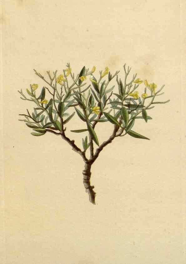 Reproducción/Reproduction 48783021267: The botanical cabinet. London :John & Arthur Arch ...,1817-1833.. 