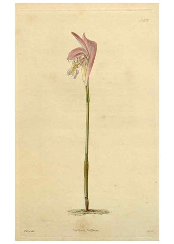 Reproducción/Reproduction 48782488943: The botanical cabinet. London :John & Arthur Arch ...,1817-1833.. 