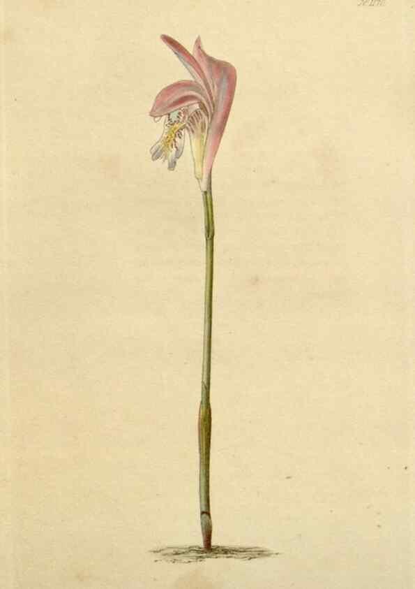Reproducción/Reproduction 48782488943: The botanical cabinet. London :John & Arthur Arch ...,1817-1833.. 