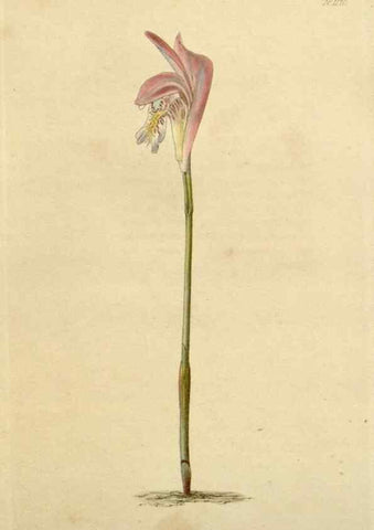Reproducción/Reproduction 48782488943: The botanical cabinet. London :John & Arthur Arch ...,1817-1833.. 