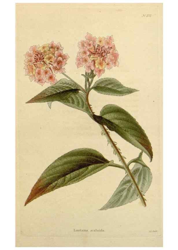 Reproducción/Reproduction 48783022247: The botanical cabinet. London :John & Arthur Arch ...,1817-1833.. 