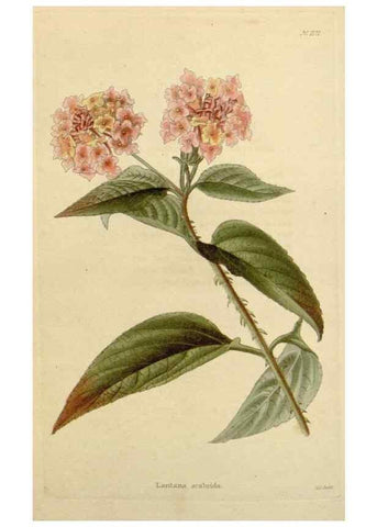 Reproducción/Reproduction 48783022247: The botanical cabinet. London :John & Arthur Arch ...,1817-1833.. 