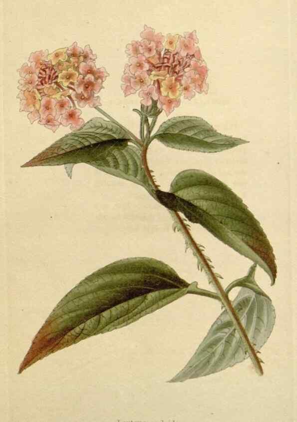 Reproducción/Reproduction 48783022247: The botanical cabinet. London :John & Arthur Arch ...,1817-1833.. 