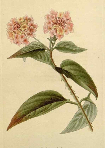 Reproducción/Reproduction 48783022247: The botanical cabinet. London :John & Arthur Arch ...,1817-1833.. 