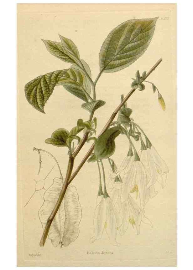 Reproducción/Reproduction 48782855541: The botanical cabinet. London :John & Arthur Arch ...,1817-1833.. 