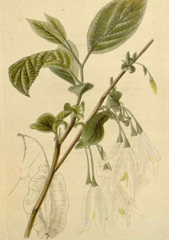 Reproducción/Reproduction 48782855541: The botanical cabinet. London :John & Arthur Arch ...,1817-1833.. 