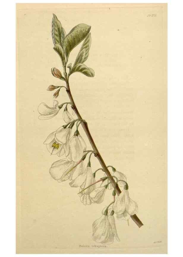 Reproducción/Reproduction 48782856111: The botanical cabinet. London :John & Arthur Arch ...,1817-1833.. 