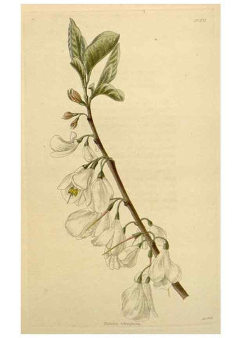 Reproducción/Reproduction 48782856111: The botanical cabinet. London :John & Arthur Arch ...,1817-1833.. 