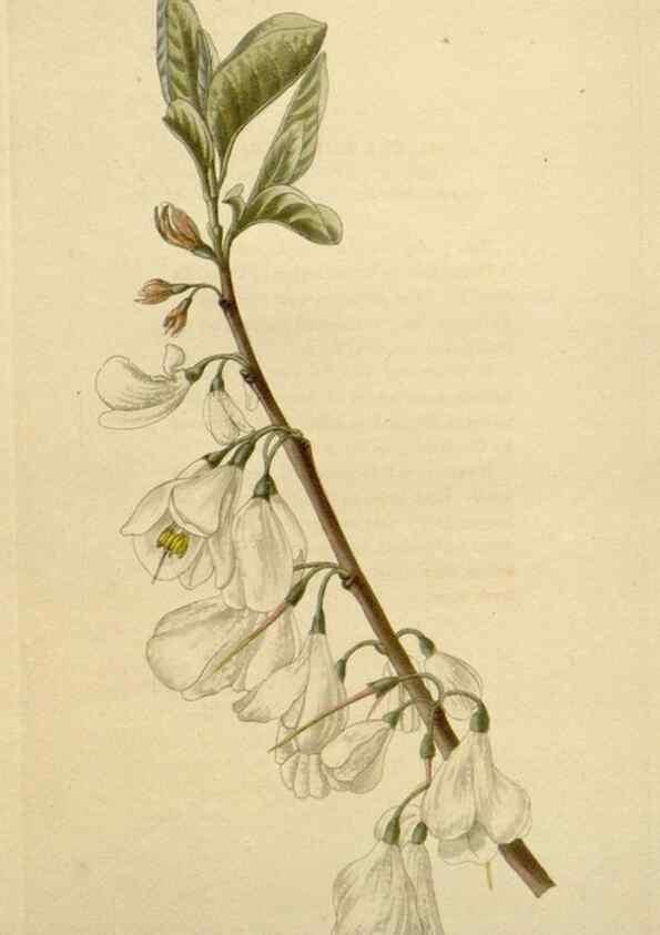 Reproducción/Reproduction 48782856111: The botanical cabinet. London :John & Arthur Arch ...,1817-1833.. 