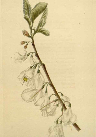 Reproducción/Reproduction 48782856111: The botanical cabinet. London :John & Arthur Arch ...,1817-1833.. 