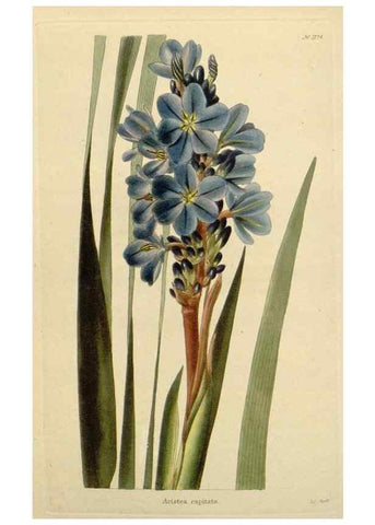 Reproducción/Reproduction 48783023777: The botanical cabinet. London :John & Arthur Arch ...,1817-1833.. 