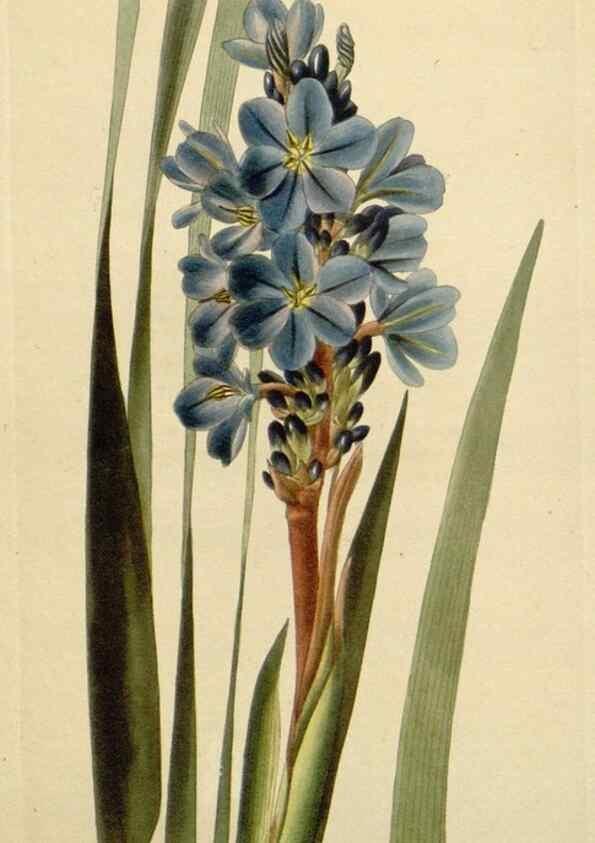 Reproducción/Reproduction 48783023777: The botanical cabinet. London :John & Arthur Arch ...,1817-1833.. 