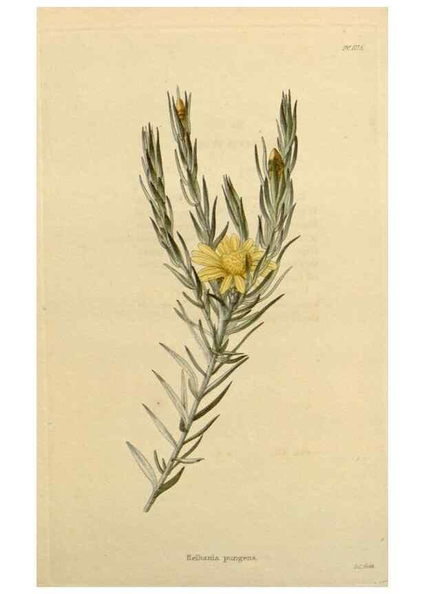 Reproducción/Reproduction 48782491348: The botanical cabinet. London :John & Arthur Arch ...,1817-1833.. 