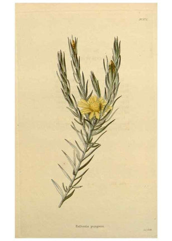 Reproducción/Reproduction 48782491348: The botanical cabinet. London :John & Arthur Arch ...,1817-1833.. 