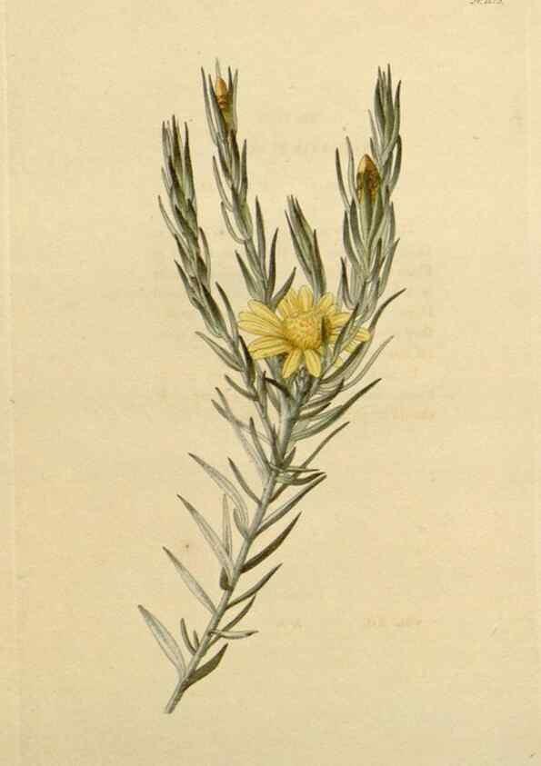 Reproducción/Reproduction 48782491348: The botanical cabinet. London :John & Arthur Arch ...,1817-1833.. 