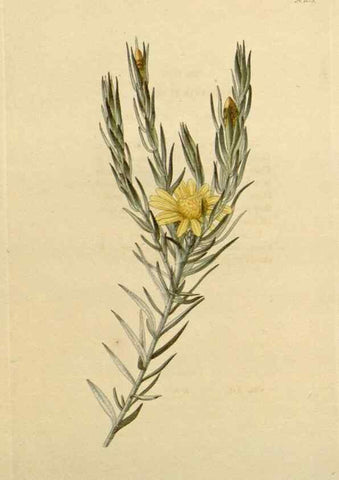 Reproducción/Reproduction 48782491348: The botanical cabinet. London :John & Arthur Arch ...,1817-1833.. 